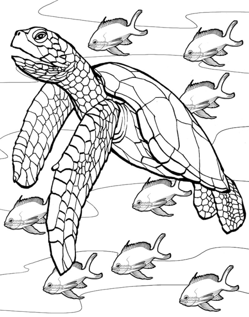 100+ Turtle Coloring Pages Free Printable Part 113