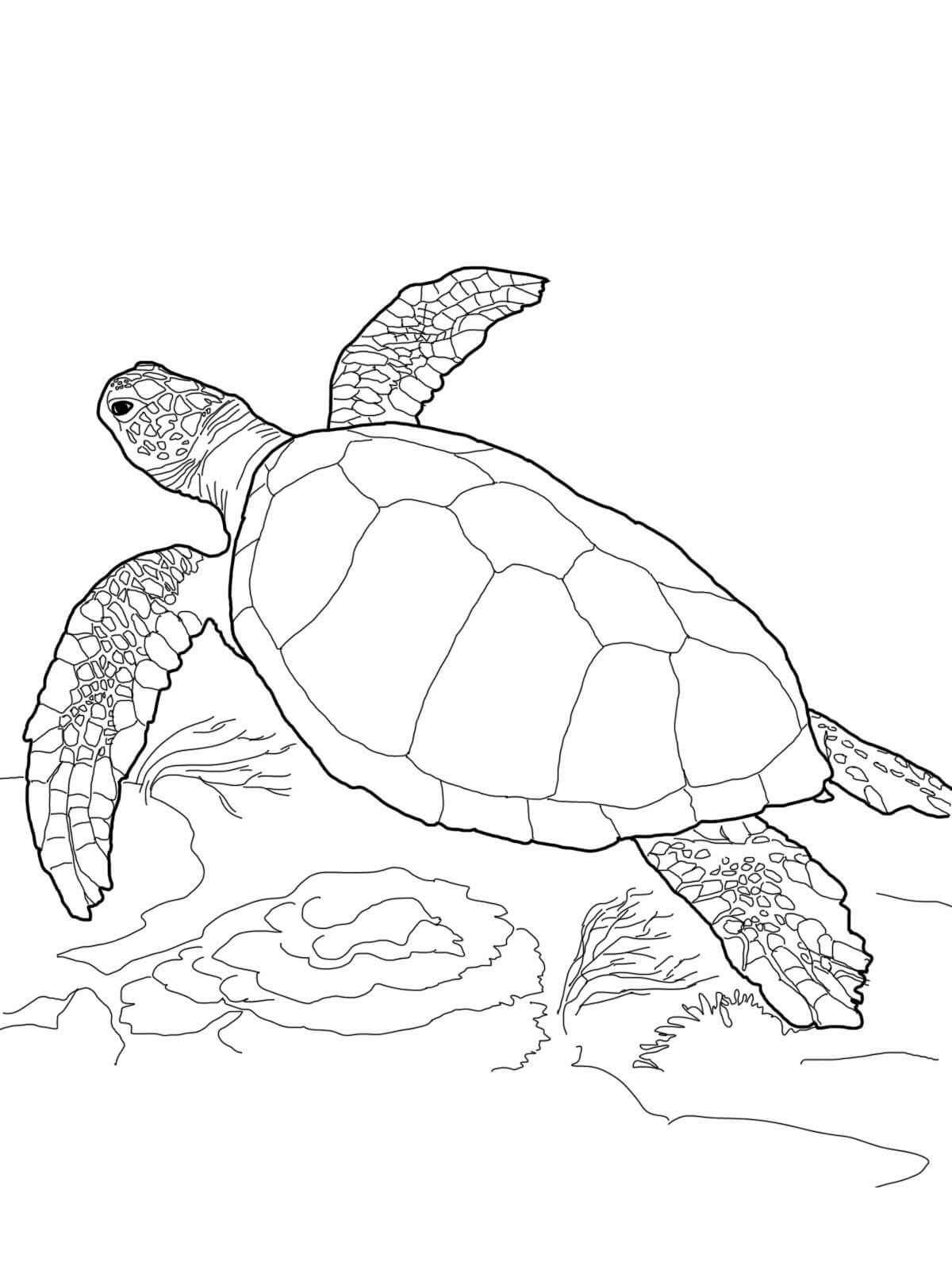 100+ Turtle Coloring Pages Free Printable Part 70