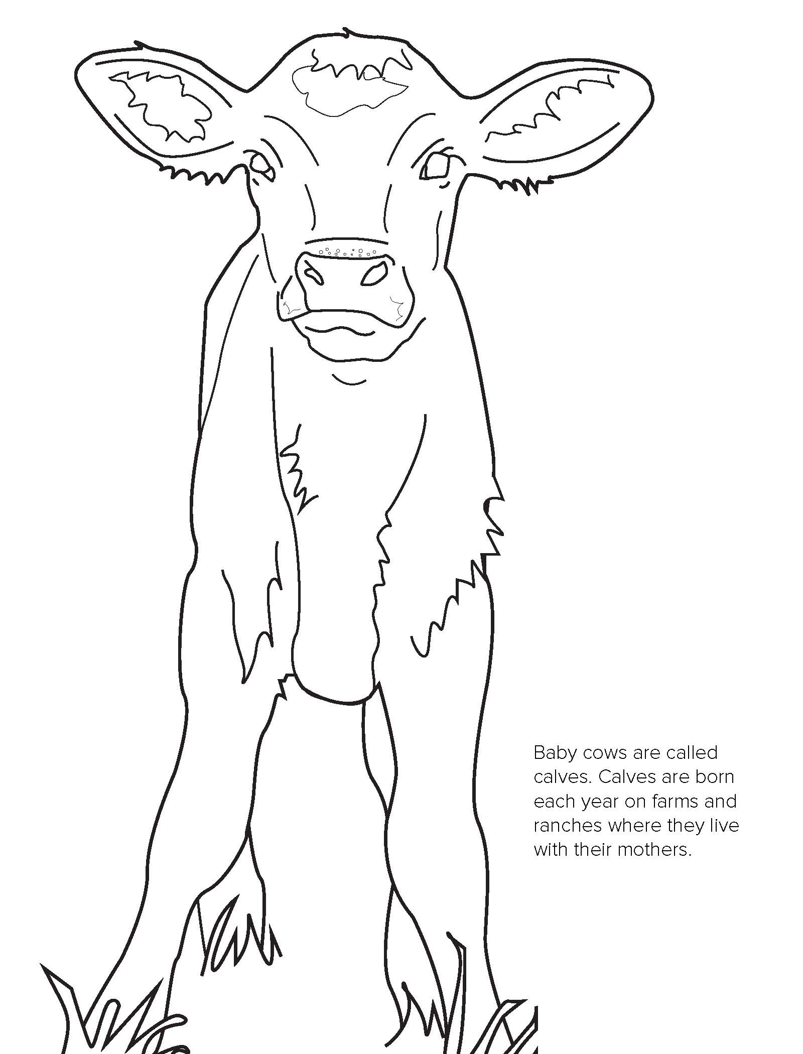 110+ Cow Coloring Pages 113