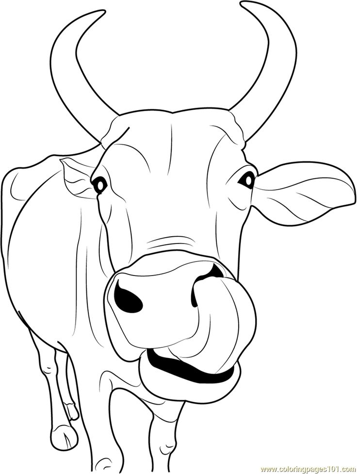 110+ Cow Coloring Pages 80