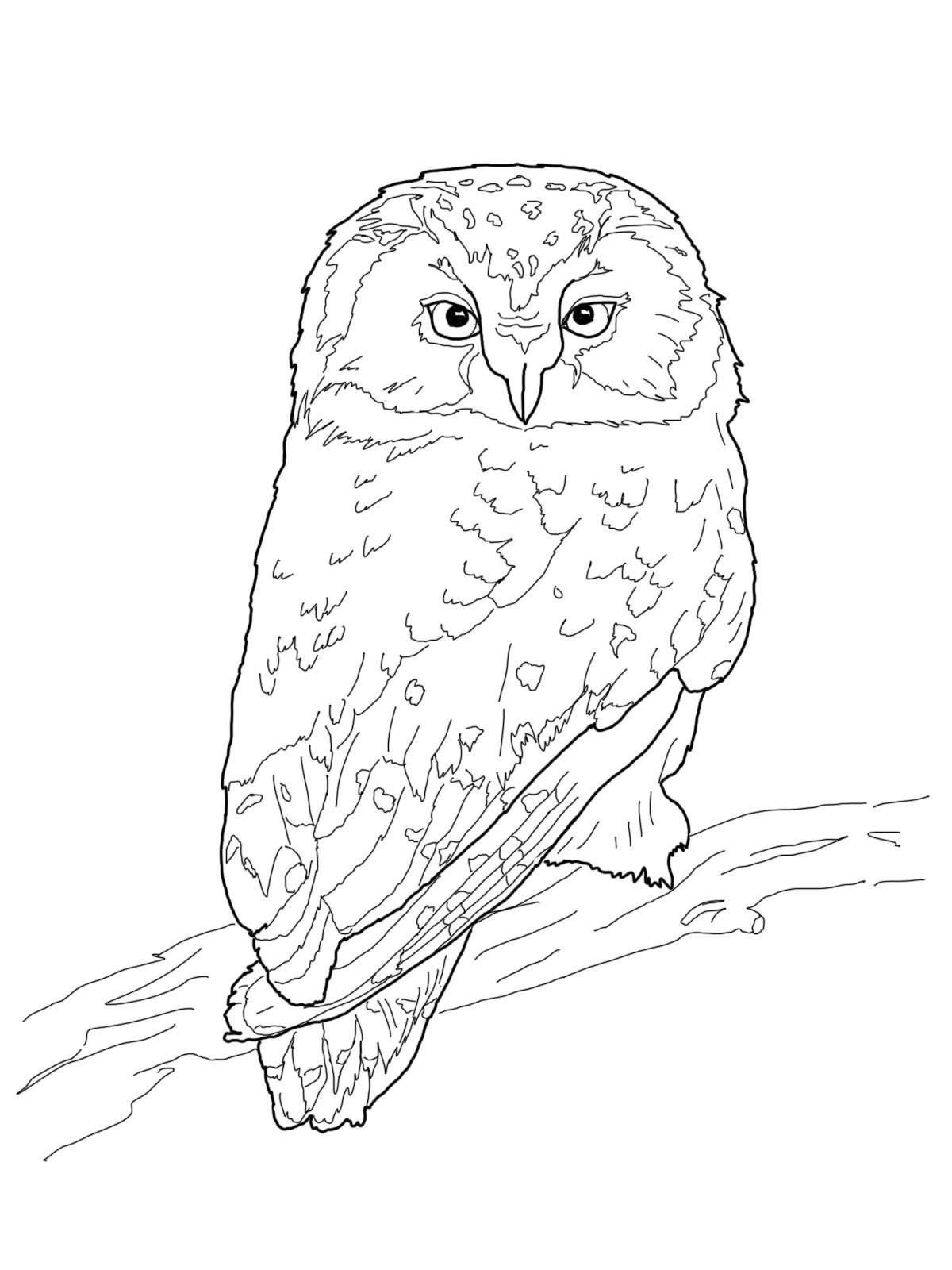 80+ Owl Coloring Pages: Wise and Wonderful 19