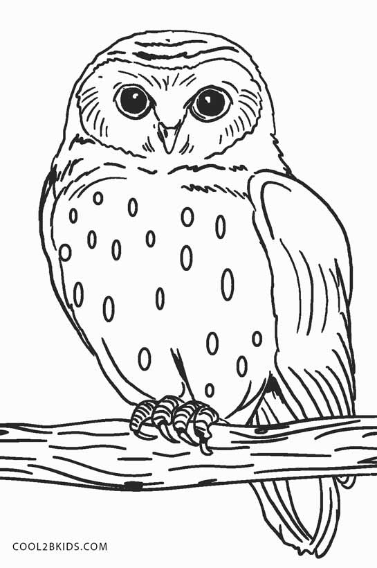 80+ Owl Coloring Pages: Wise and Wonderful 5