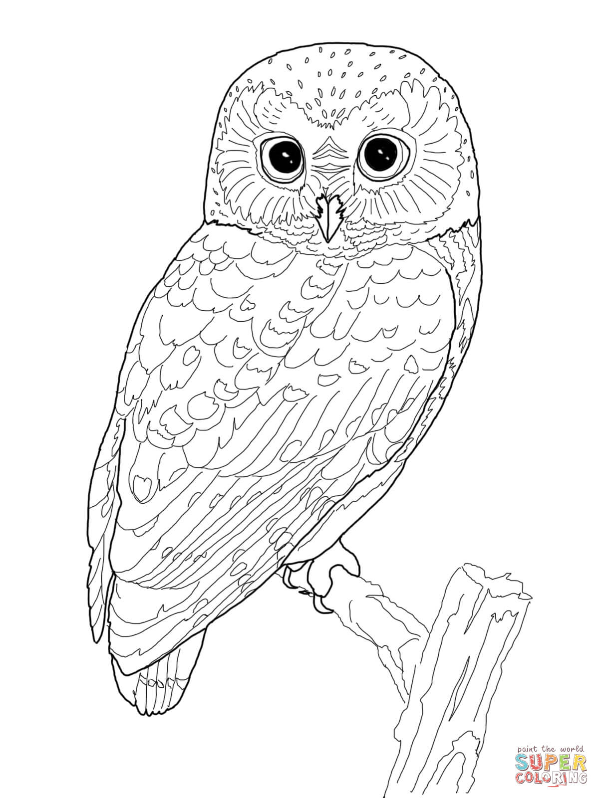 80+ Owl Coloring Pages: Wise and Wonderful 80