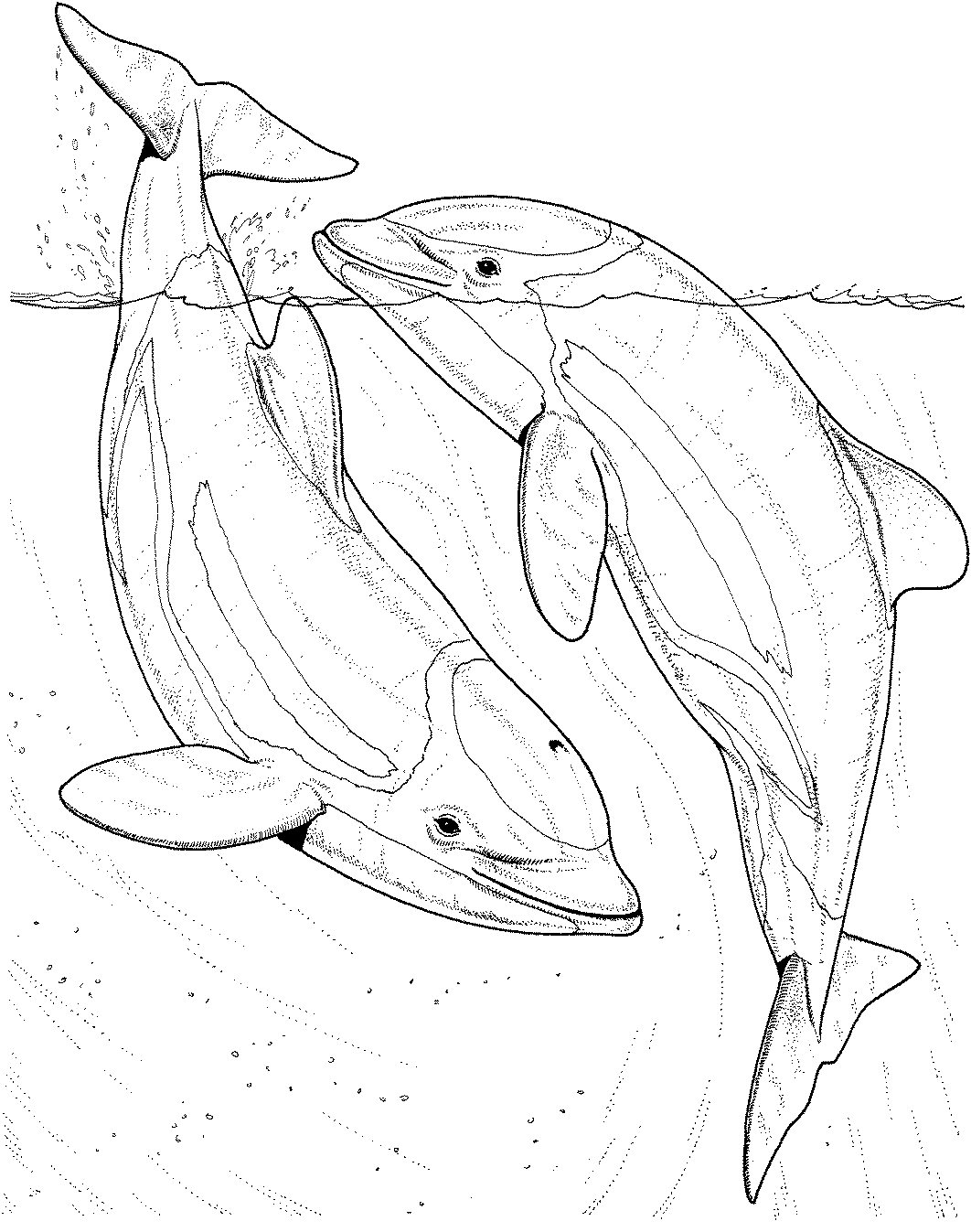 160+ Miami Dolphins Logo Coloring Pages Printable 148