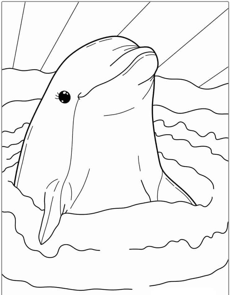 198 Dolphin Coloring Pages Free Printable 109