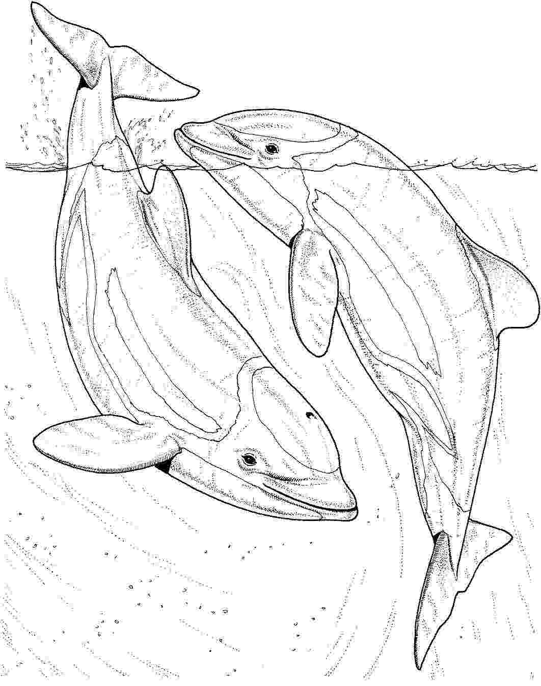 198 Dolphin Coloring Pages Free Printable 170