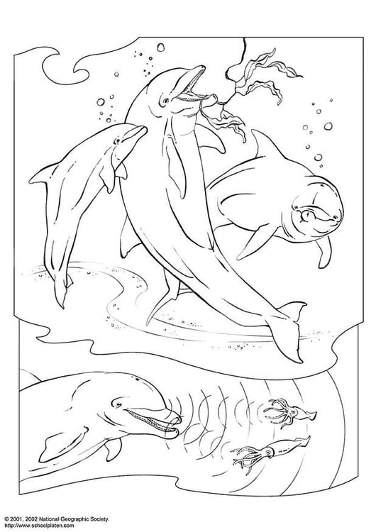 198 Dolphin Coloring Pages Free Printable 68