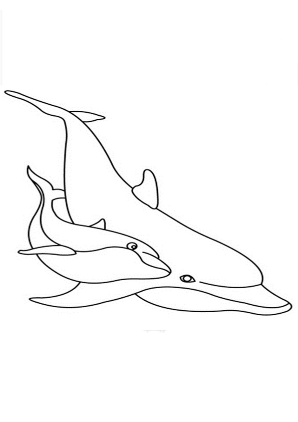 198 Dolphin Coloring Pages Free Printable 81