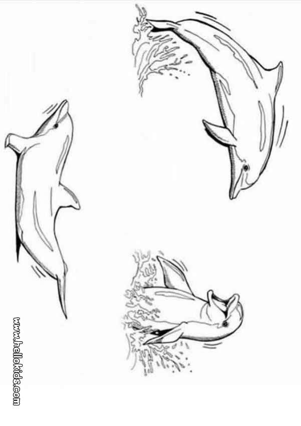 198 Dolphin Coloring Pages Free Printable 88