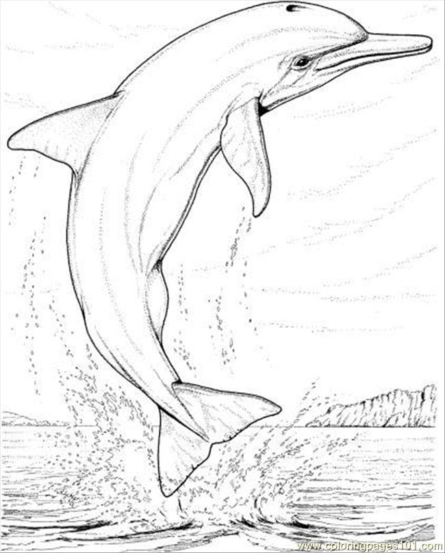 198 Dolphin Coloring Pages Free Printable 90