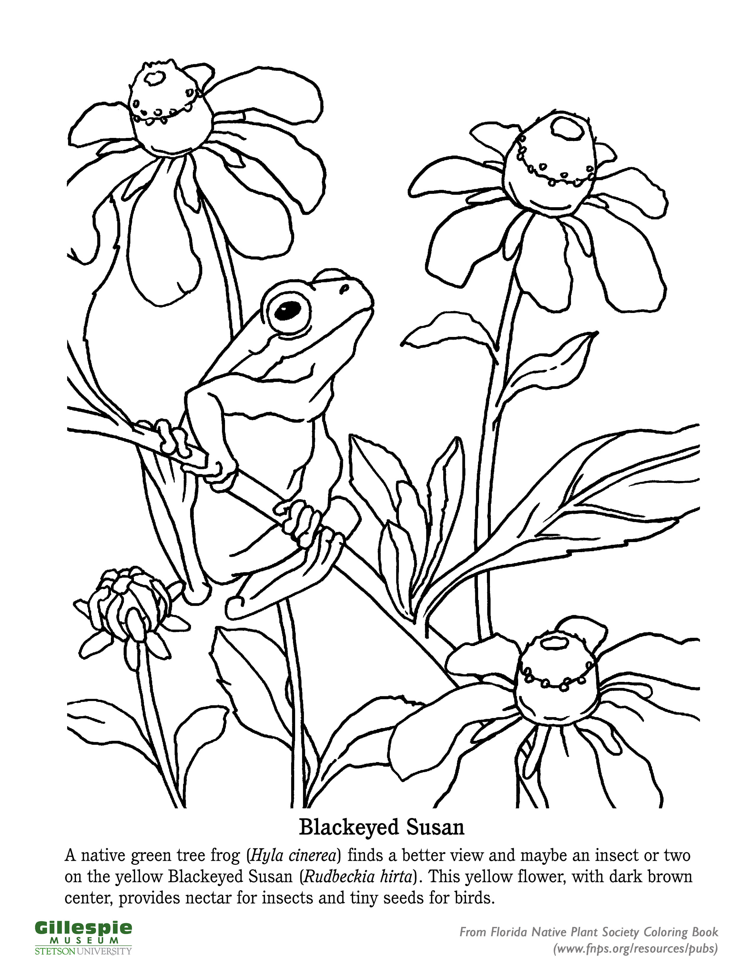 200+ Frog Coloring Pages 155