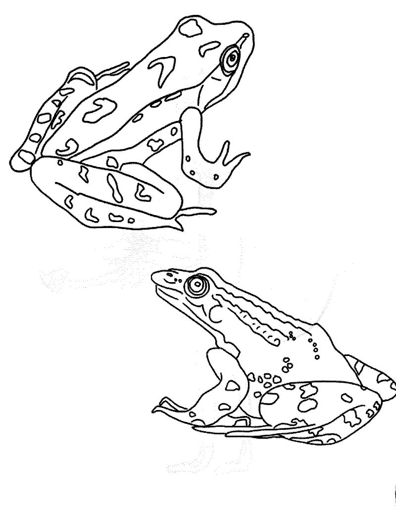 200+ Frog Coloring Pages 36