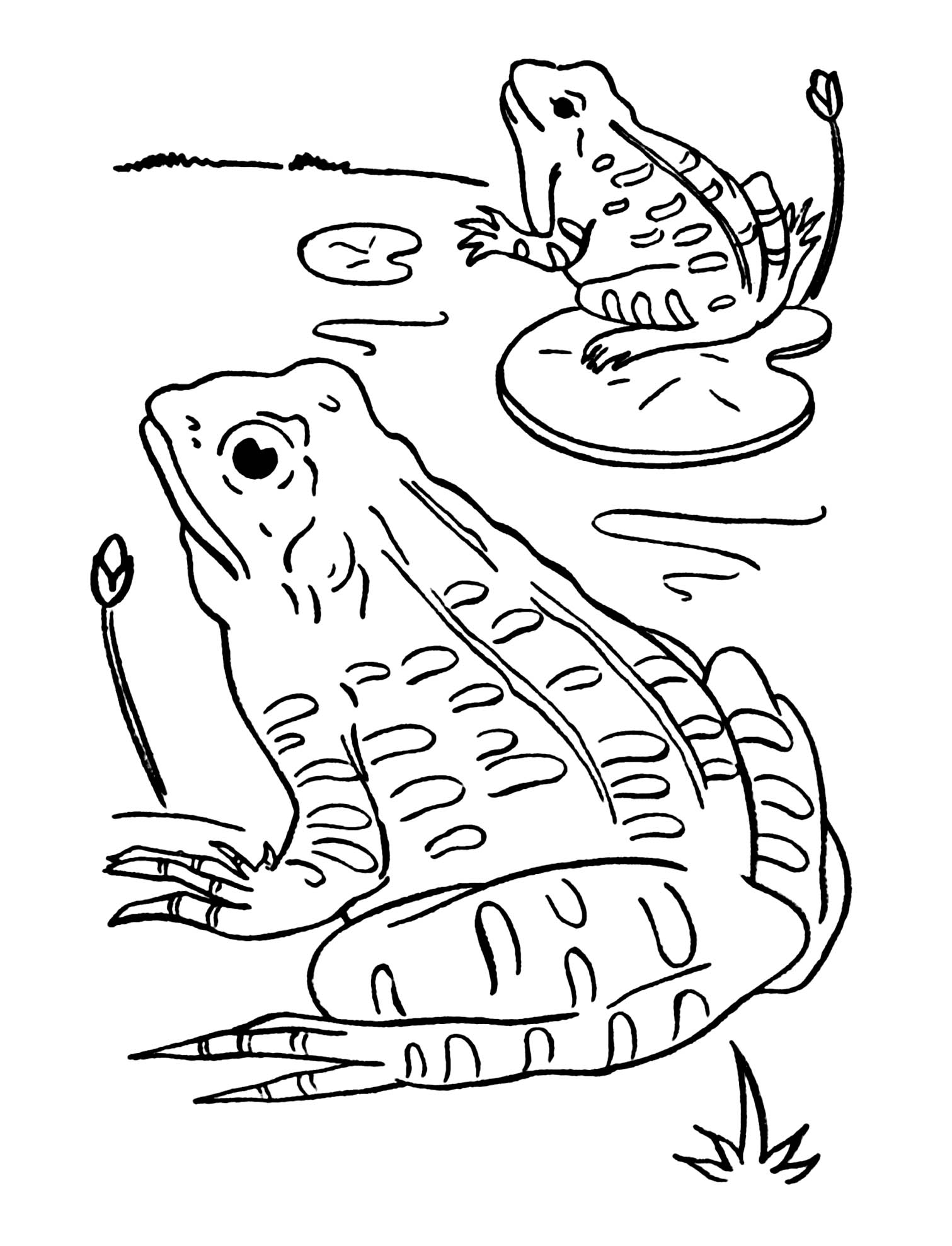 200+ Frog Coloring Pages 55