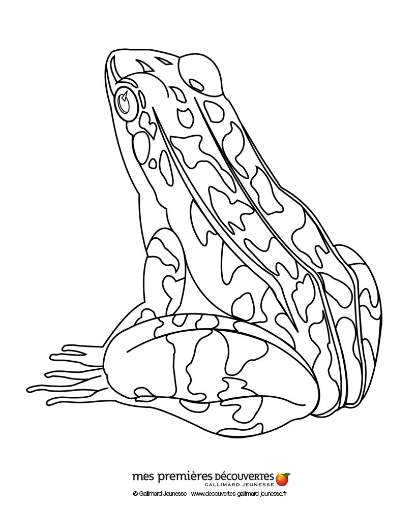 200+ Frog Coloring Pages 63