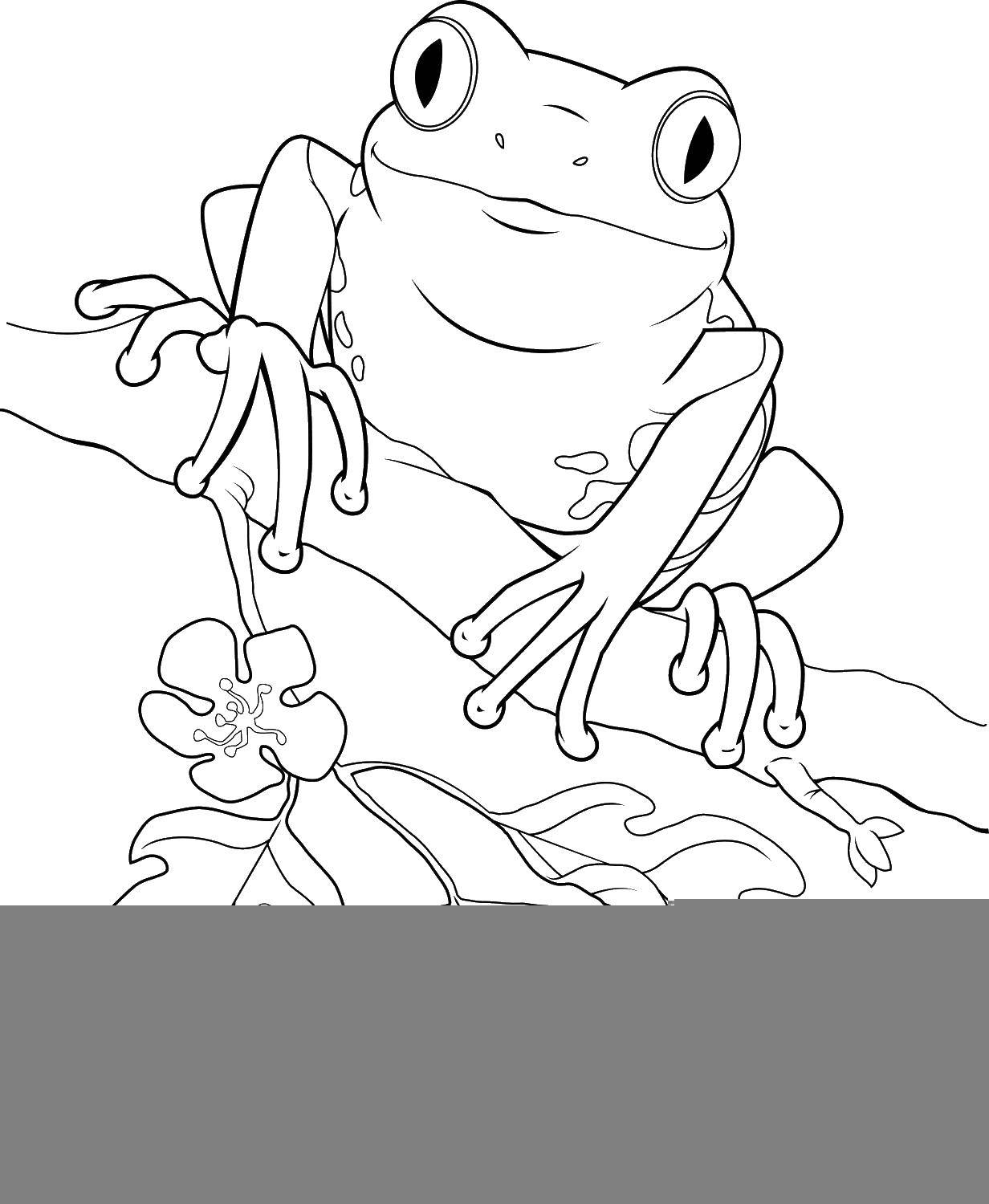 200+ Frog Coloring Pages 91