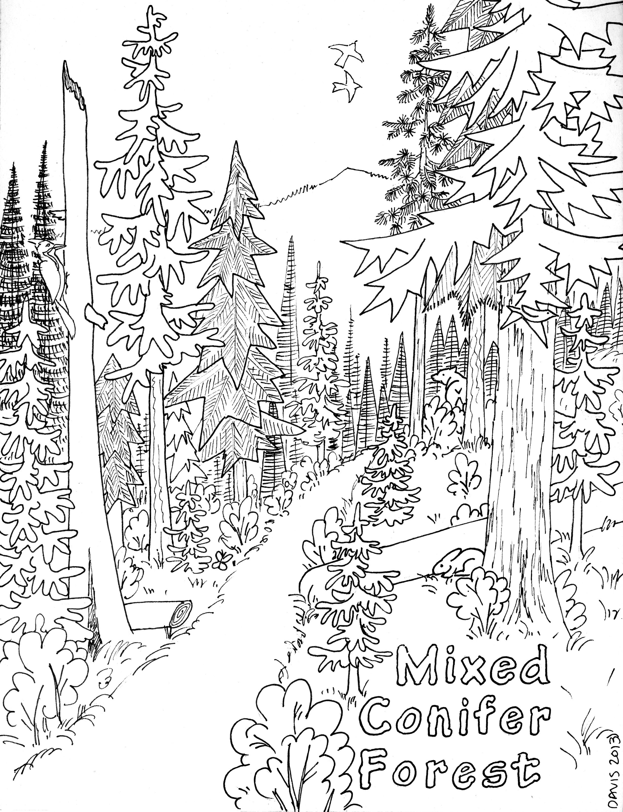 106 Forest Coloring Pages Printable 11