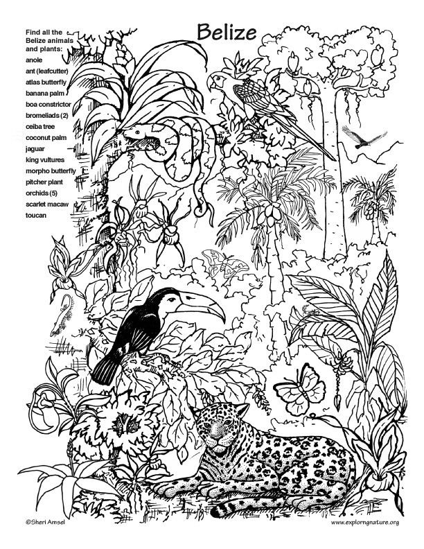 106 Forest Coloring Pages Printable 15