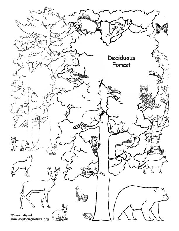 106 Forest Coloring Pages Printable 24