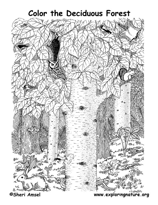 106 Forest Coloring Pages Printable 31