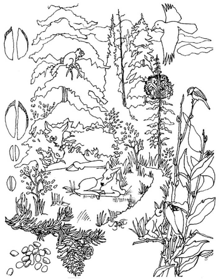 106 Forest Coloring Pages Printable 68