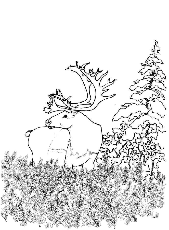 106 Forest Coloring Pages Printable 70