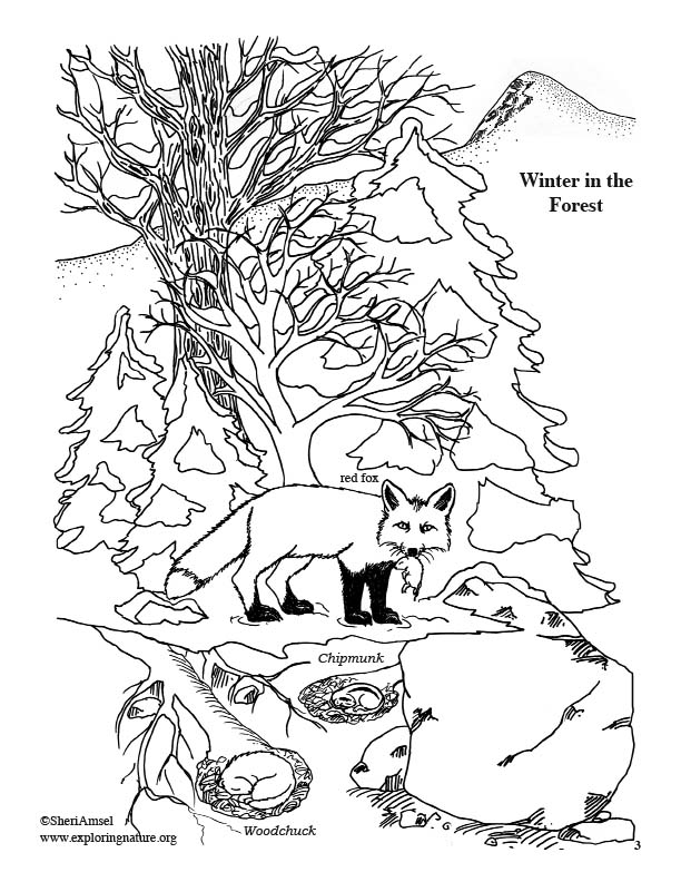 106 Forest Coloring Pages Printable 77