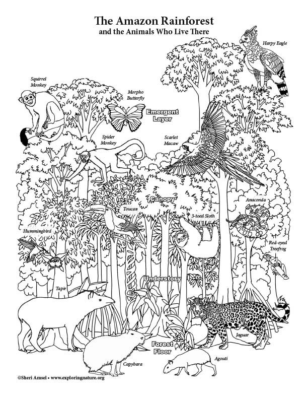 106 Forest Coloring Pages Printable 78