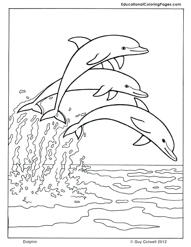 30 Playful Dolphin Coloring Pages Printable 17