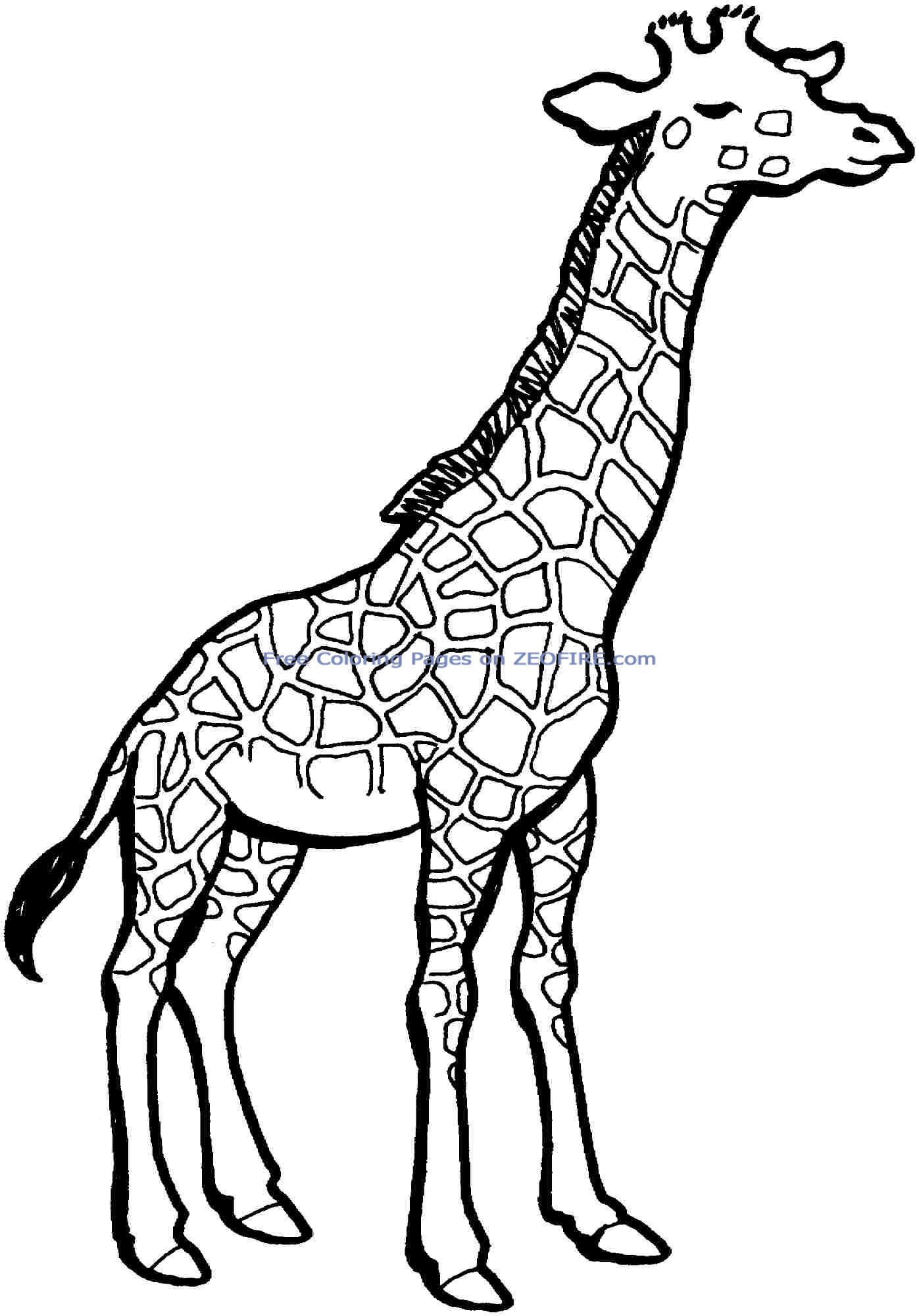 35 Tall Giraffe Coloring Pages Printable 18