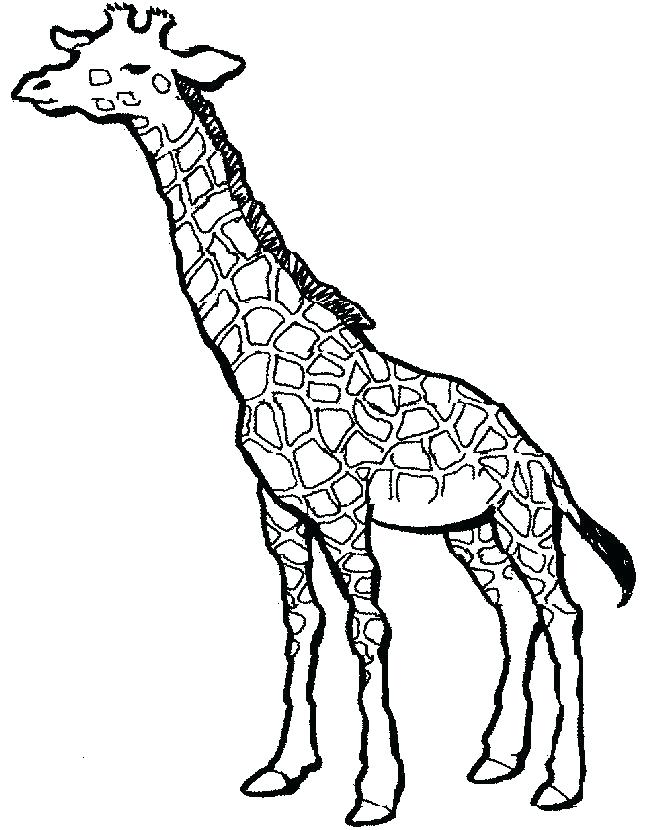 35 Tall Giraffe Coloring Pages Printable 19