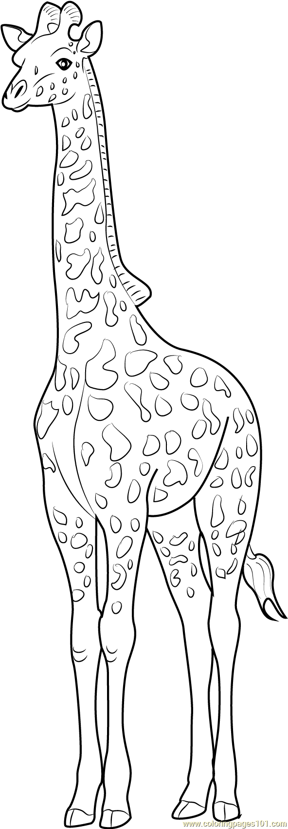 35 Tall Giraffe Coloring Pages Printable 24