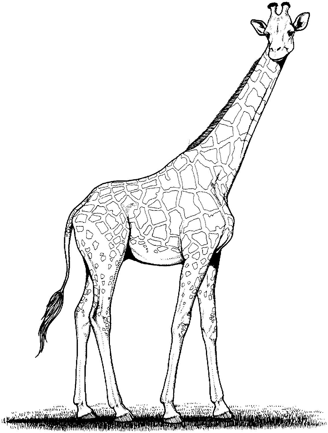 35 Tall Giraffe Coloring Pages Printable 25