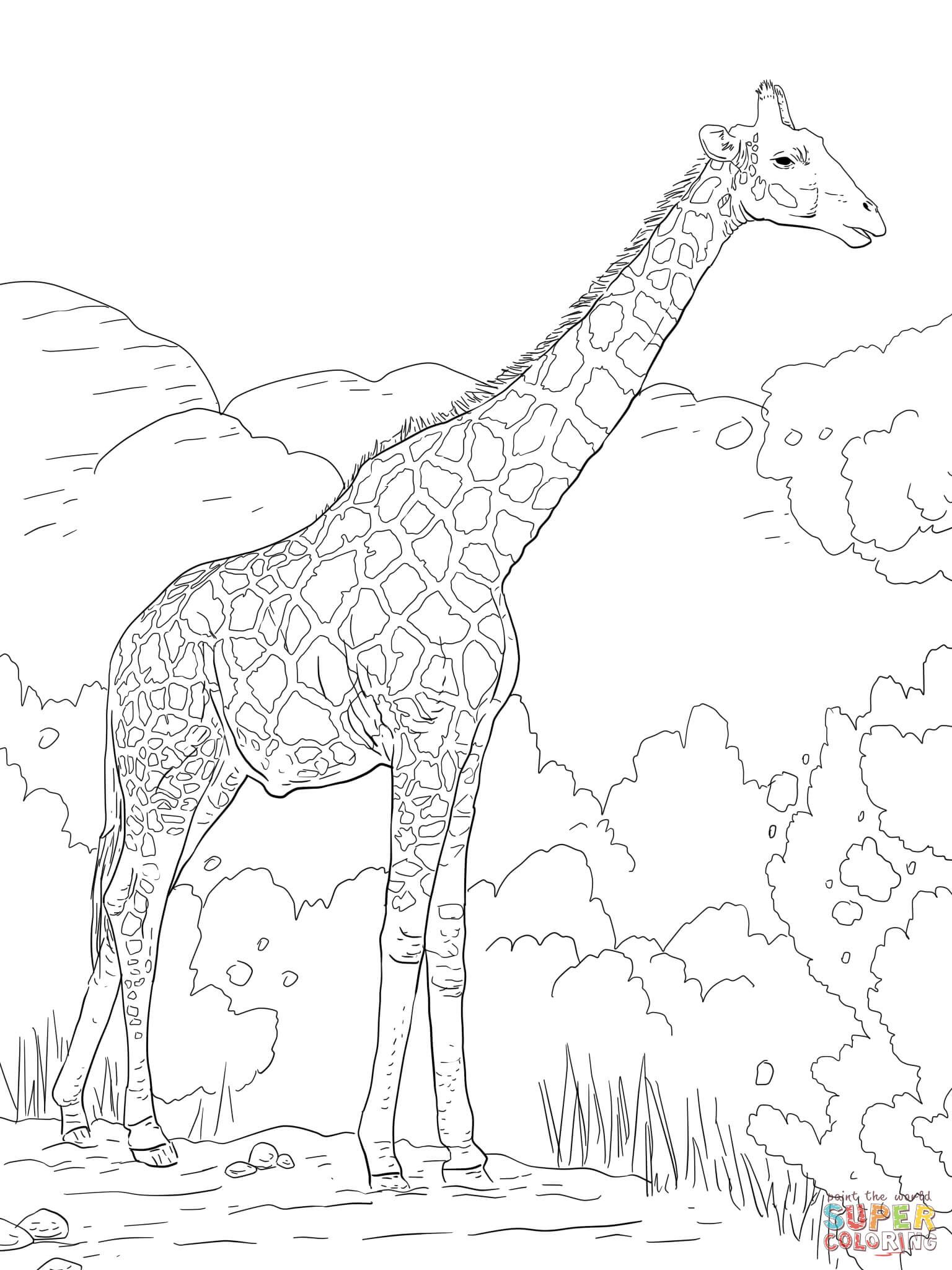 35 Tall Giraffe Coloring Pages Printable 33