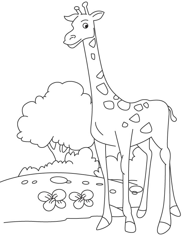 35 Tall Giraffe Coloring Pages Printable 35