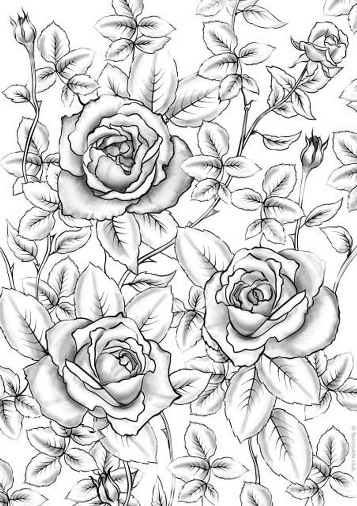 37 Elegant Rose Coloring Pages Printable 23