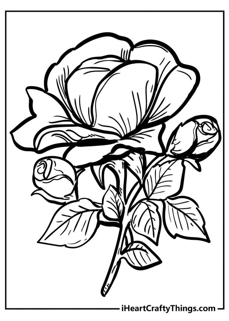 37 Elegant Rose Coloring Pages Printable 26