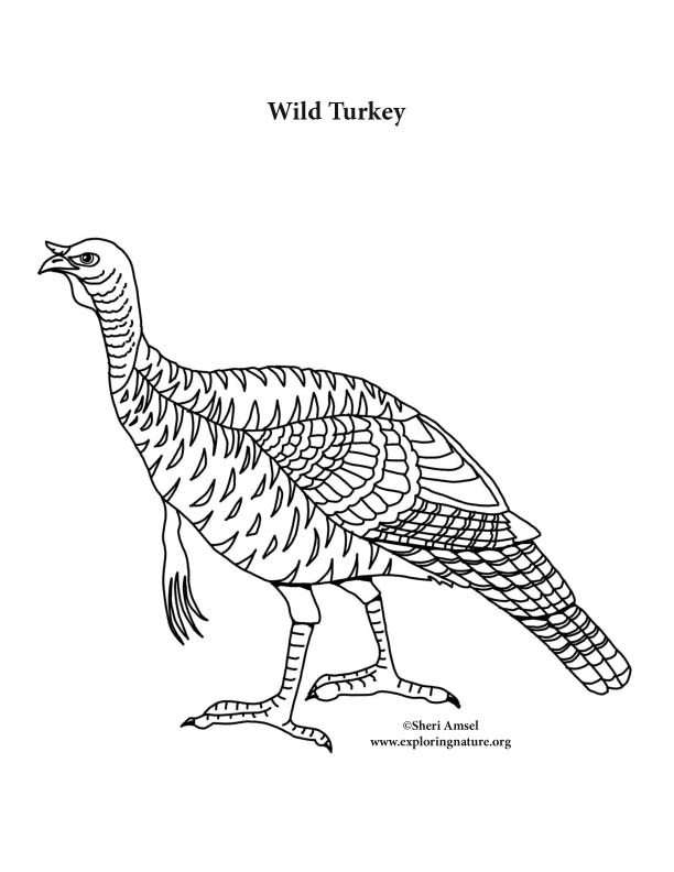 82 Turkey Country Coloring Pages Printable 63