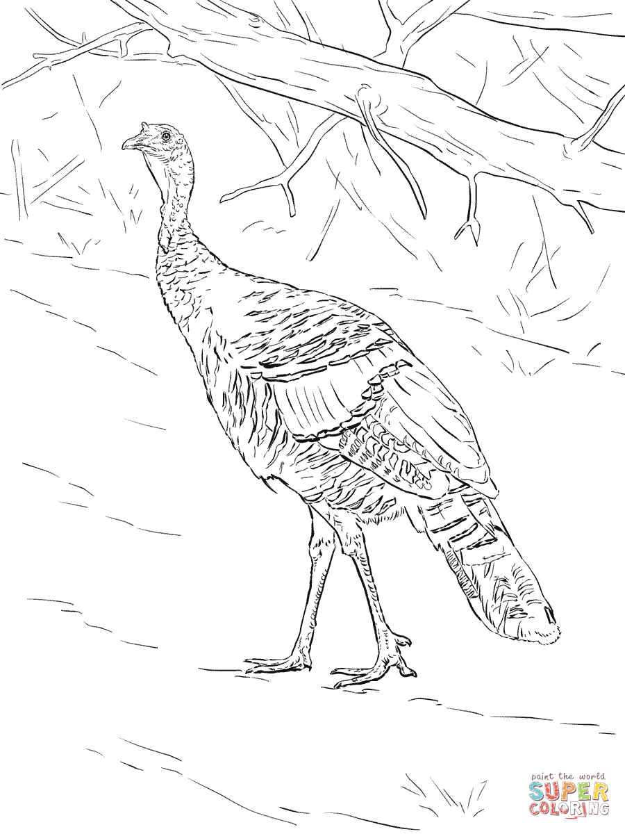 82 Turkey Country Coloring Pages Printable 69