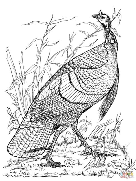 82 Turkey Country Coloring Pages Printable 82