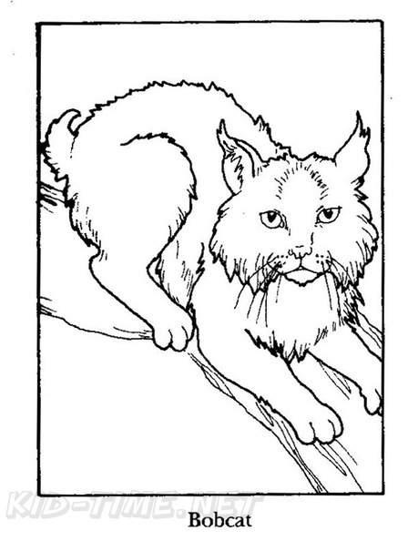 84 Bobcat Coloring Pages Printable 14