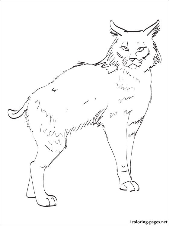 84 Bobcat Coloring Pages Printable 2