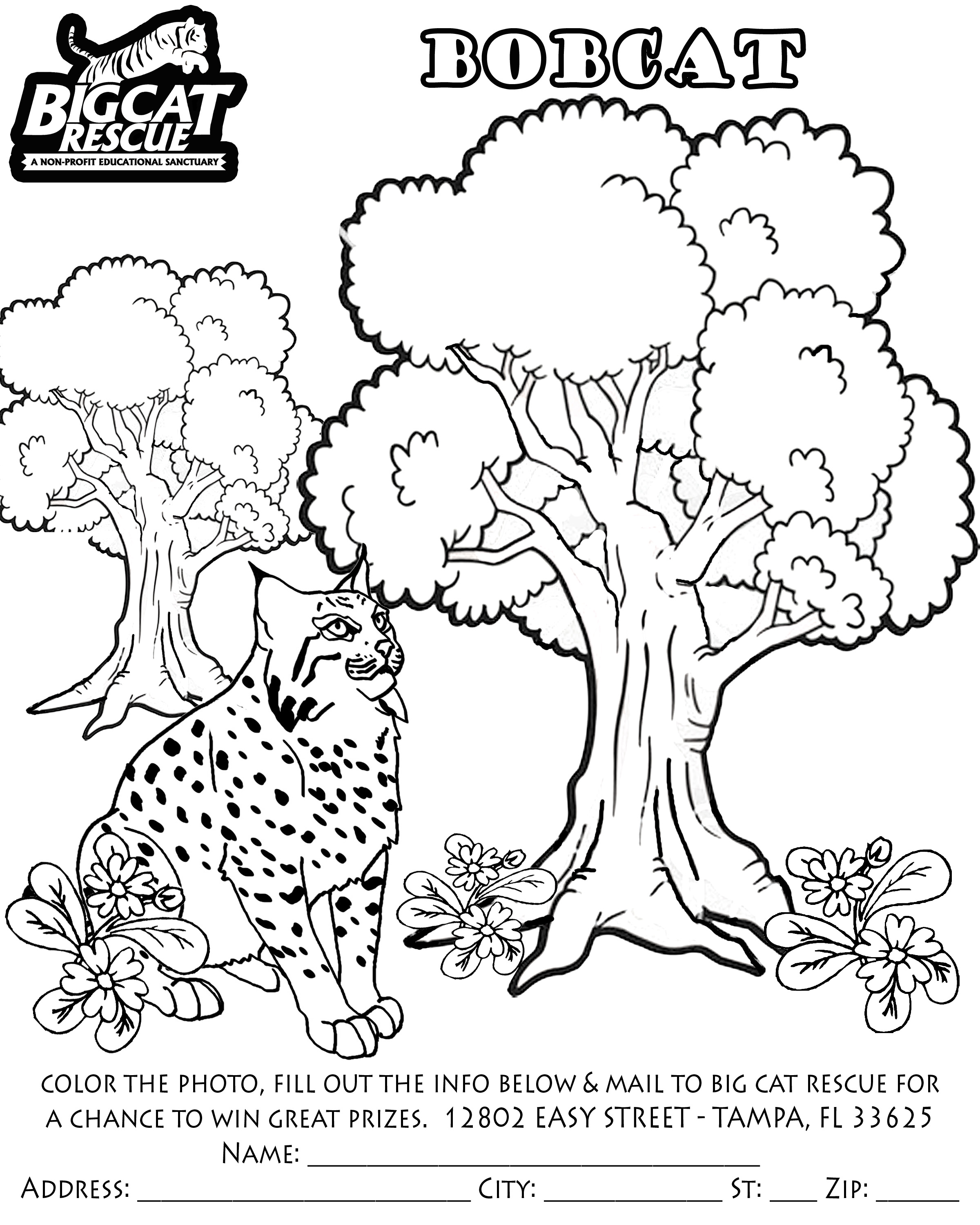 84 Bobcat Coloring Pages Printable 28