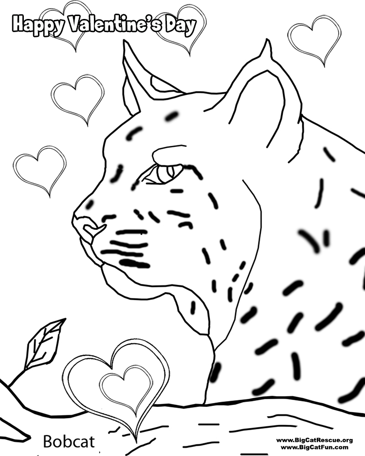 84 Bobcat Coloring Pages Printable 46