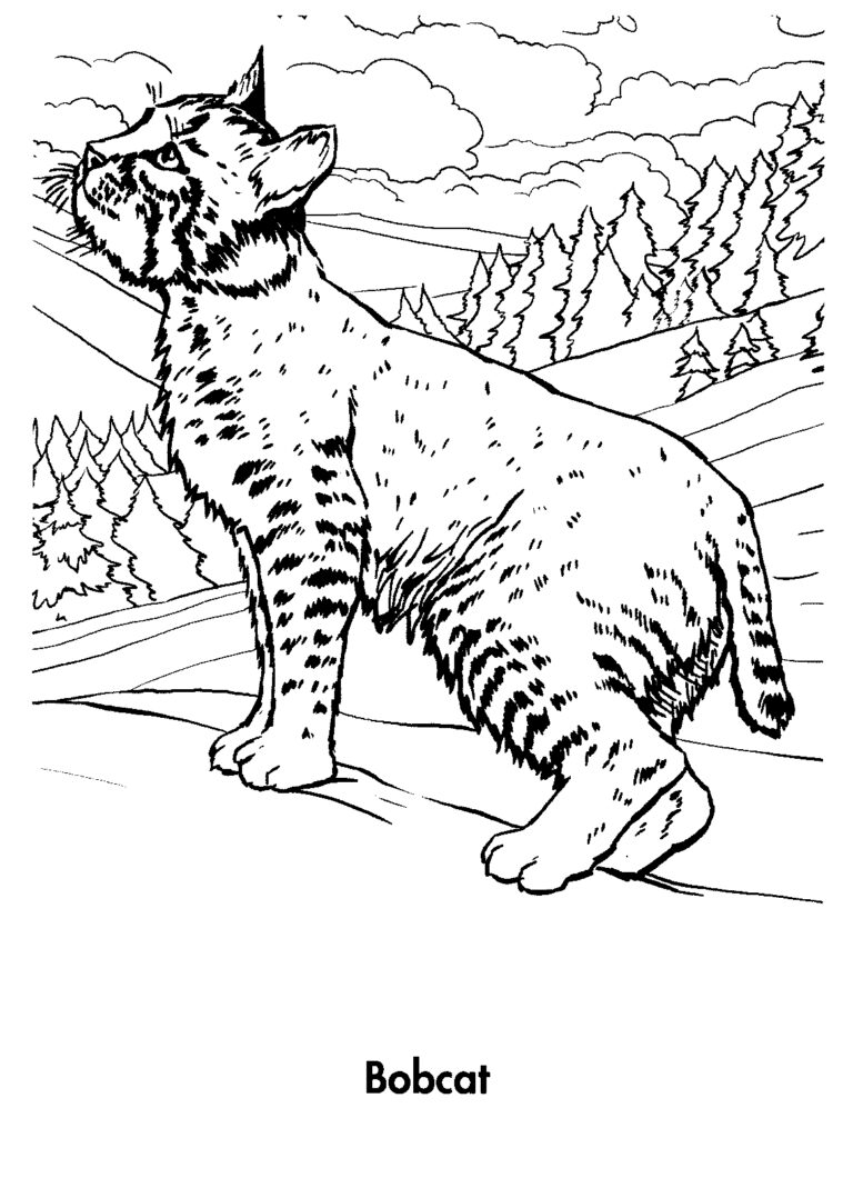 84 Bobcat Coloring Pages Printable 47