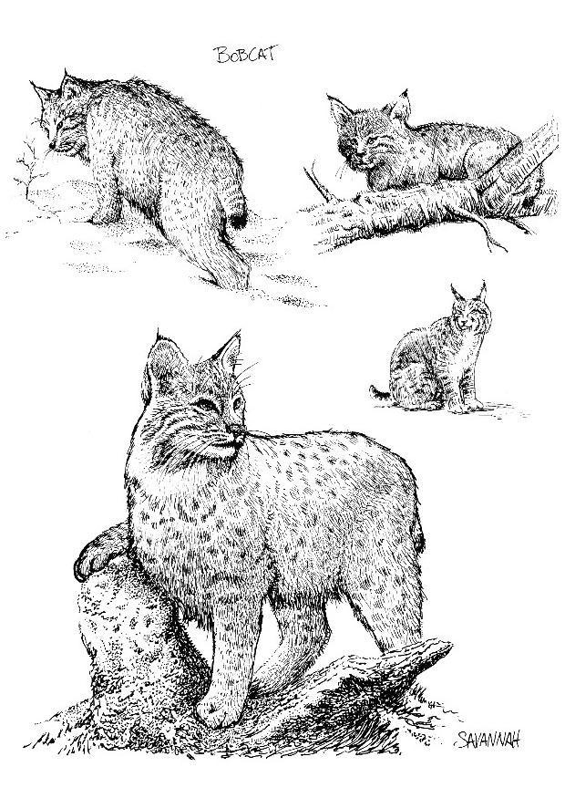 84 Bobcat Coloring Pages Printable 5