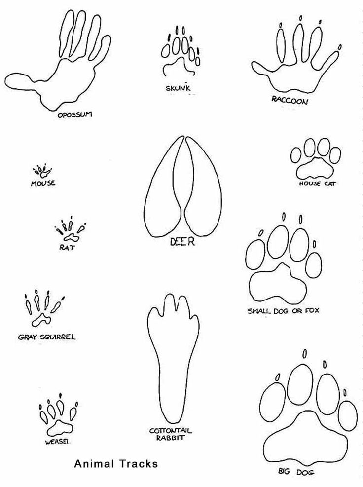 84 Bobcat Coloring Pages Printable 52