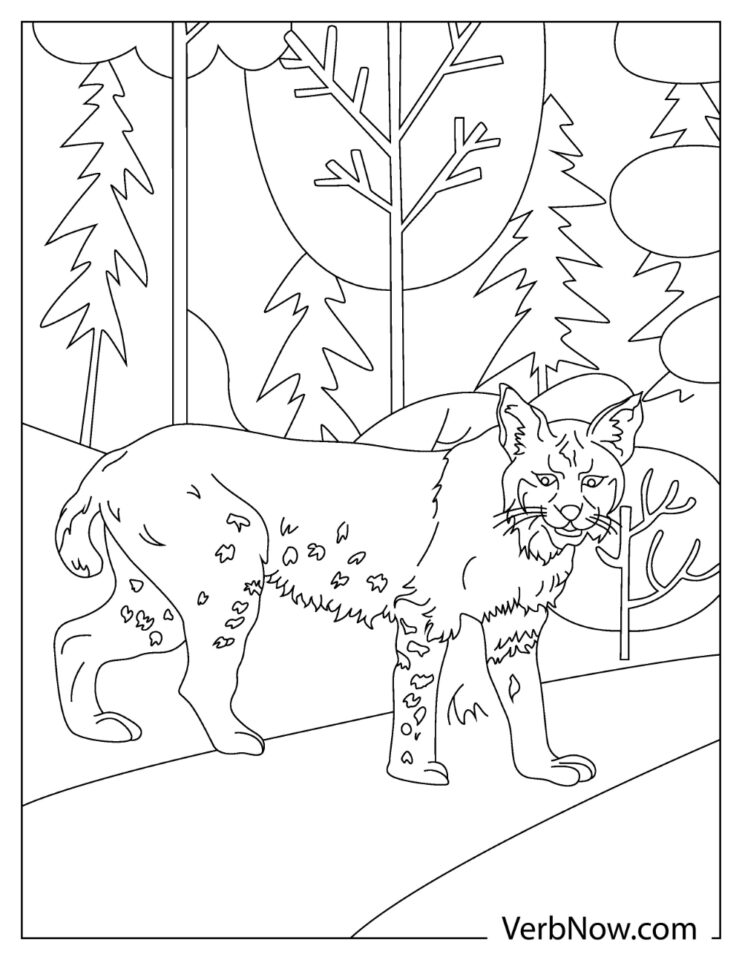 84 Bobcat Coloring Pages Printable 53