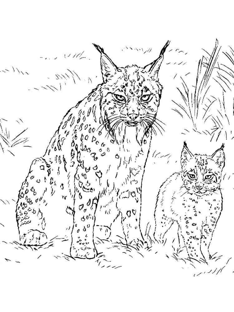 84 Bobcat Coloring Pages Printable 54