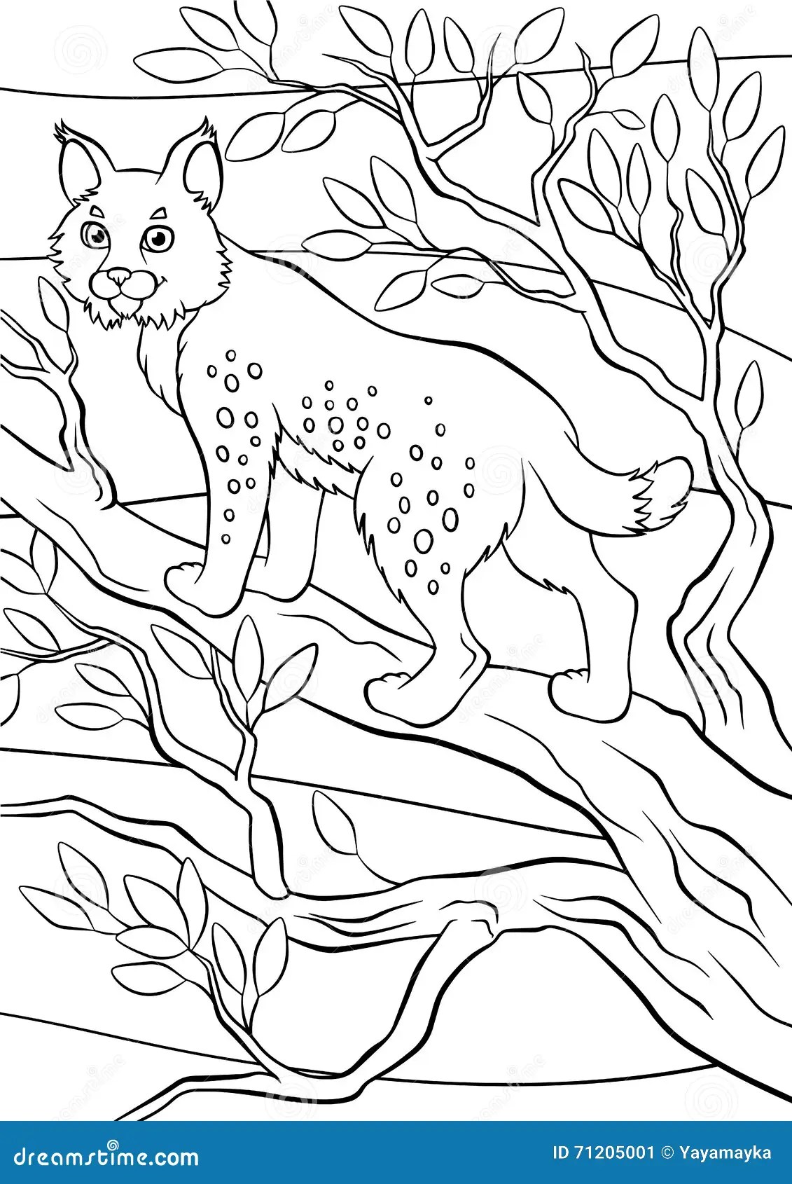 84 Bobcat Coloring Pages Printable 57