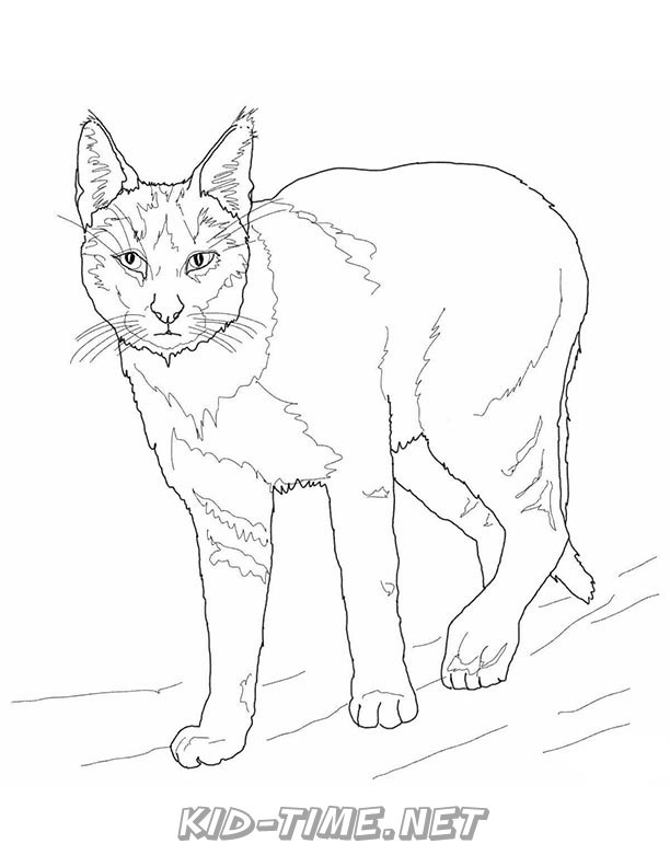 84 Bobcat Coloring Pages Printable 6